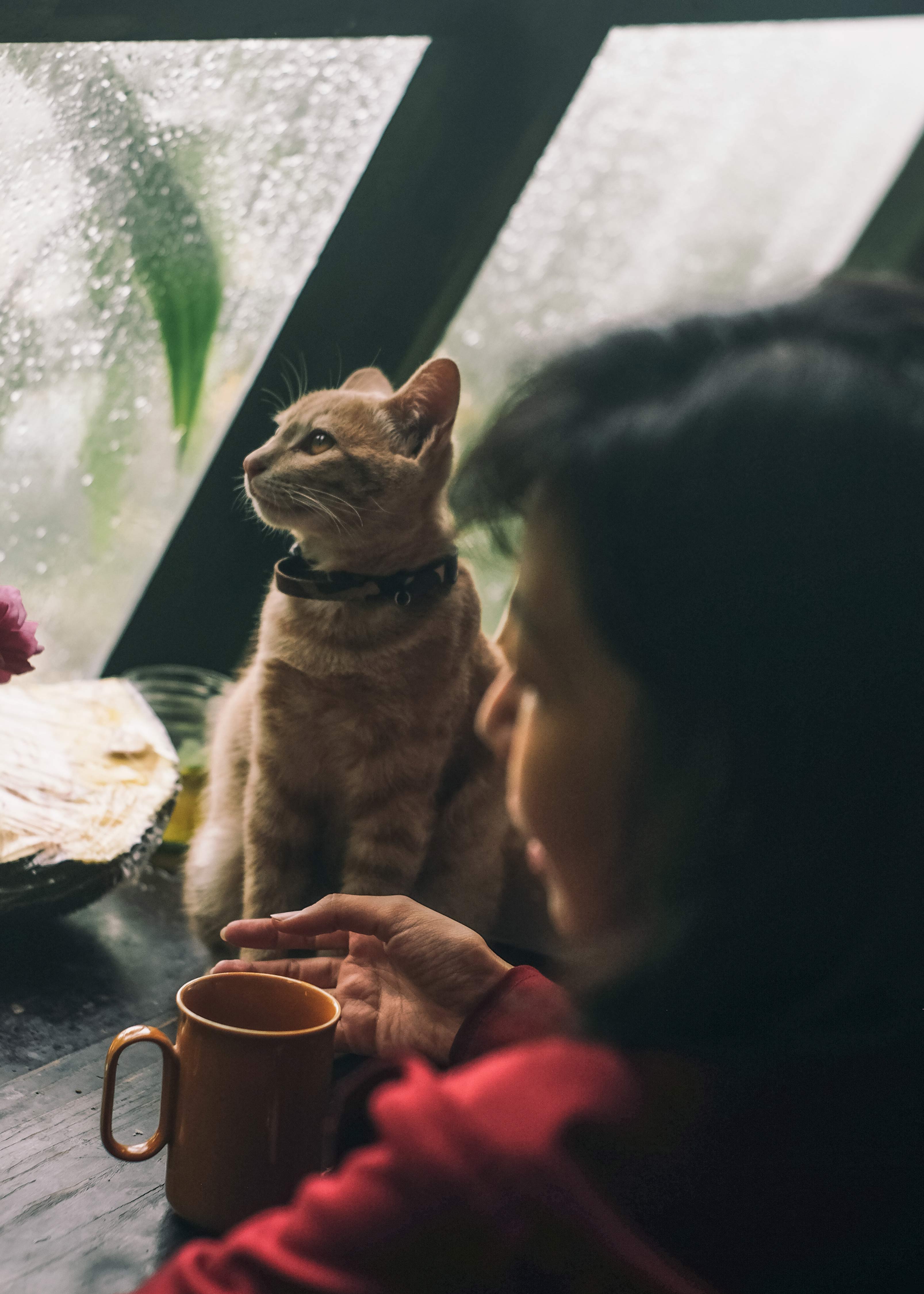 persona con un gato