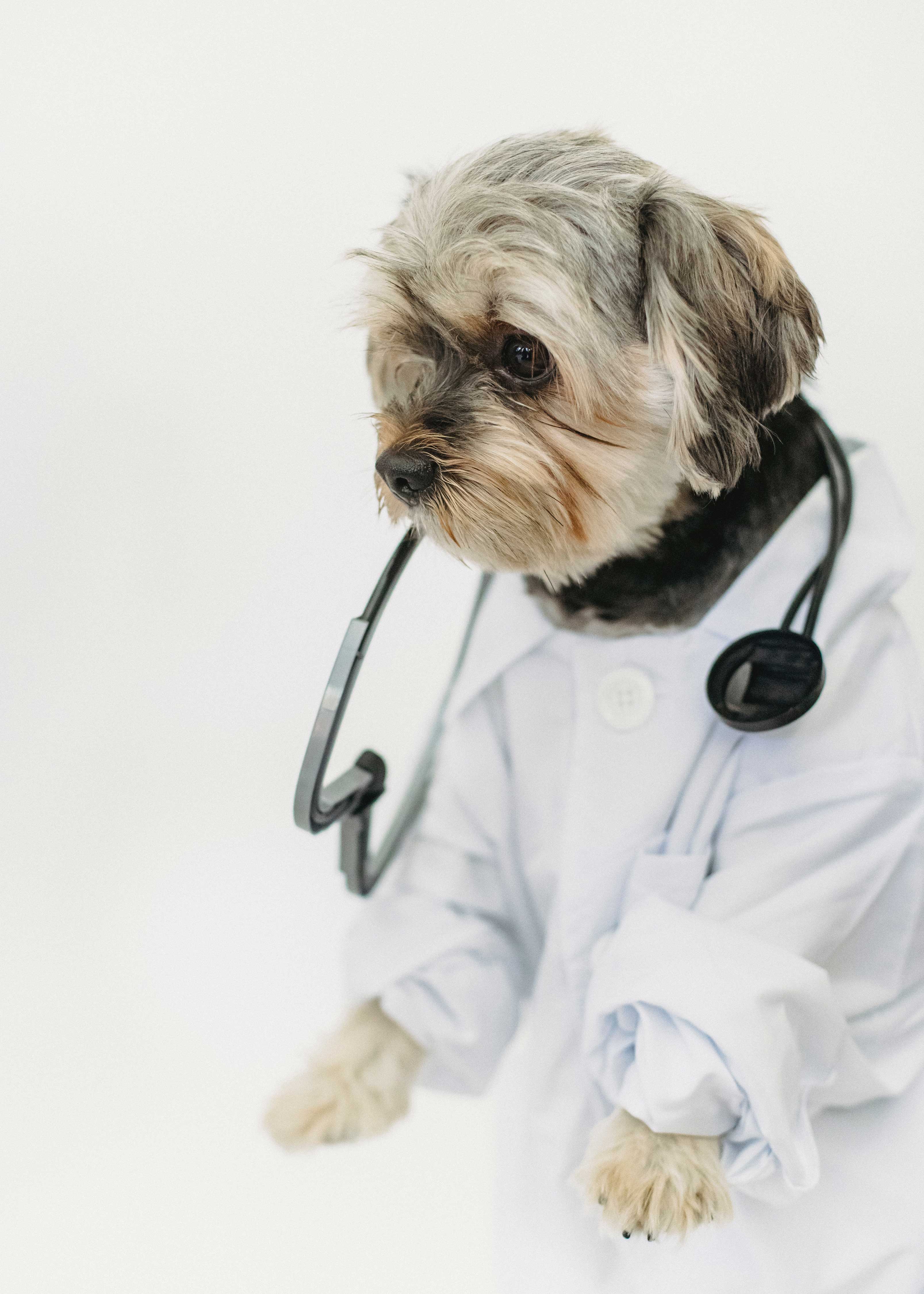 perro disfrazado de veterinario